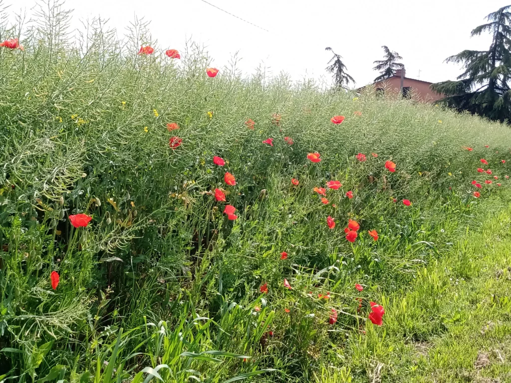 Papaveri.